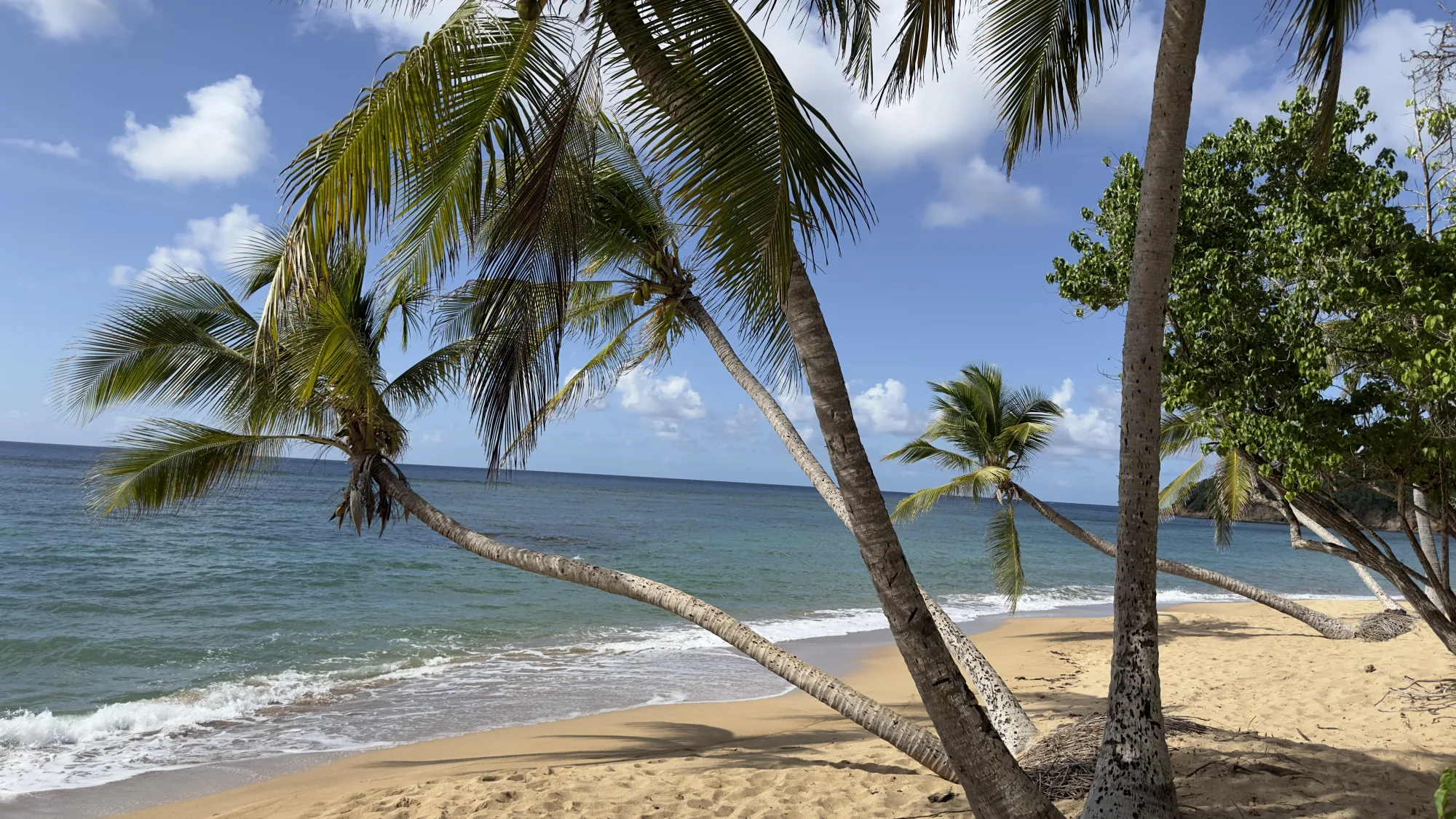 Untamed rainforest and wild coastline of Dominica